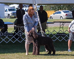 05 - GCH WATERFORD'S TROUBLE BREWING