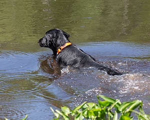 Parker