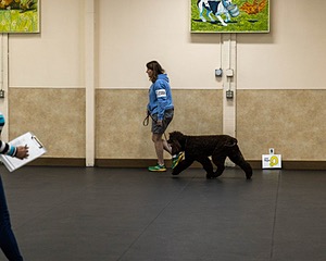 2304 - GCH CH BREKKON'S FIRST MARK BN RN CGC TKN (Hunny)