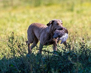 Ponia Duda
