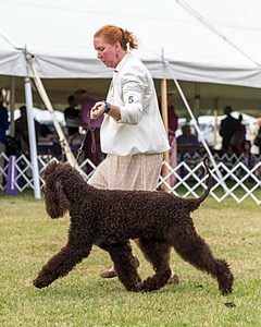 05 - GCH WATERFORD'S TROUBLE BREWING