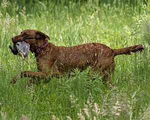 20170603-SHRW-1853.jpg
