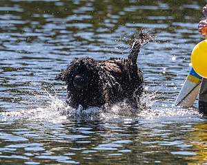 Steel Kennedy