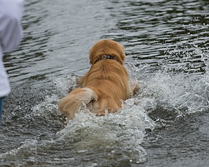 Opie