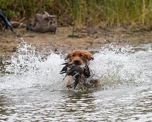 Tracker