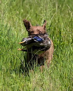 20170604-SEAL-1114.jpg