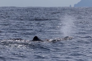 Sperm Whale