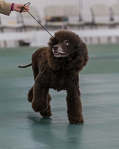 40 - GCH POOLE'S IDE BONNIE BROOK CD RE CGC (Bonnie)