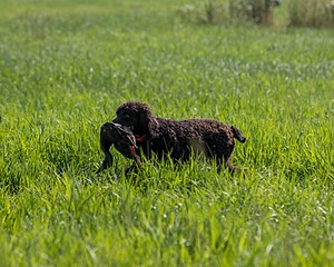 Ghillie Kezer