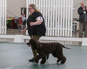 38 - GCH WHISTLESTOP'S ABRACADABRA RN CGC