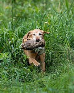 Pippin Moss