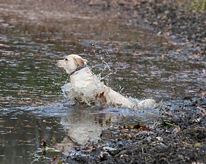 Sandy