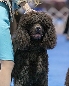 19 - GCH CH Axelhurn Now I'm Here (Marcus)