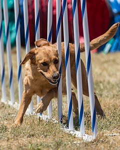 20160618-CCKC-1504.jpg