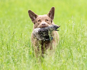 Hunter Law