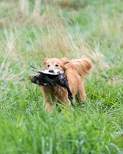 Breezy Peterson
