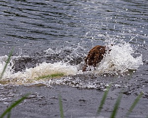 20170603-SHRW-1375.jpg