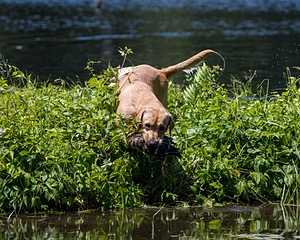 Trout Cosgrove