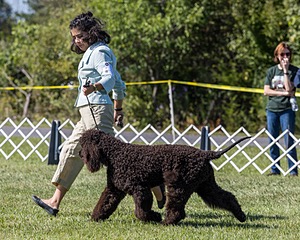 09 - GCH CH POOLE'S IDE DARK KNIGHT RN CGC TKN ATT (Oscar)