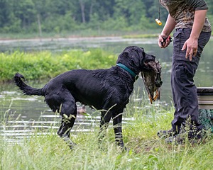Bugs CALLNAME OWNER