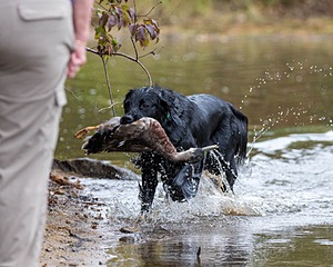 Ripple