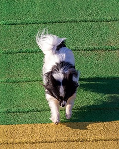 Maximus Johnson