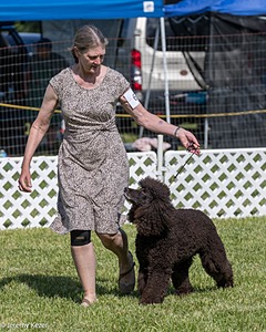 62 - GCH CH Chantico's Dark And Stormy BN RN (Kiera)