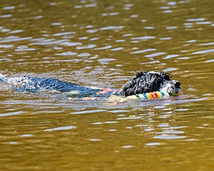 Fiji Gale