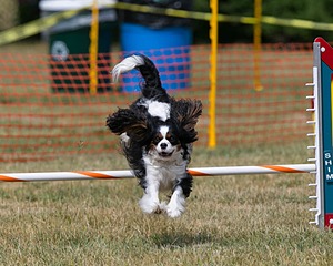 20150612-CCKC-0197.jpg