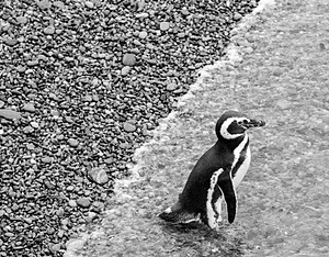 Magellanic Penguin, Punta Tombo
