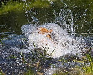 Trout Cosgrove