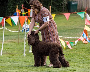 11 - GCH CH BREKKON'S FIRST MARK BN RN CGC TKN (Hunny)