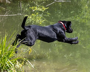 Otter Marro