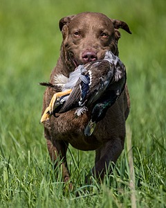 Cruise Post