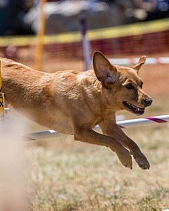 20160618-CCKC-1496.jpg