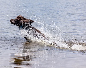 Ghillie