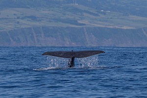 Sperm Whale