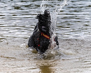 Ziva Hyres