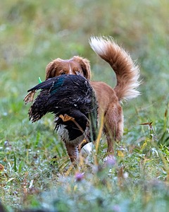 Merlot Quackenbush