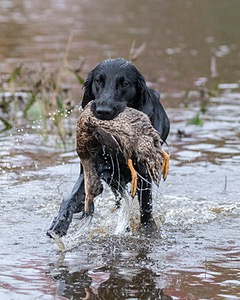 Cooper Westcot