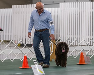 2503 - GCH CH BLACKTHORN'S KEEVA CROMPTON AX AXJ XF RN CGC (Keeva)