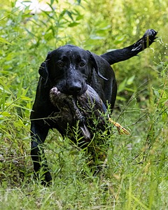 Mowgli