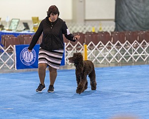 30 - GCH CH Chantico's Spirit In The Surf JH CD RA OA OAJ  NF (Selchie)