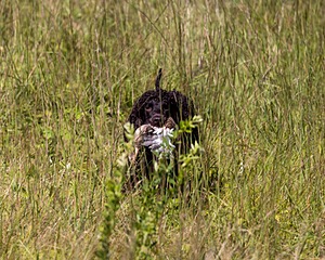 Arrow Kezer