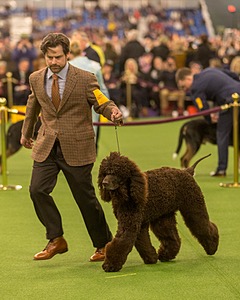 08 - GCH CH Quiet Storm My Boy's Wicked Smart CGCA TKA (Bayes)