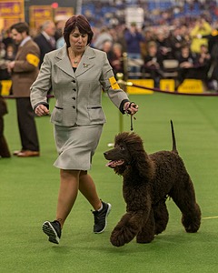 10 - GCH CH Chantico's Shelter From The Storm RN OF AX OAJ CD (Reef)