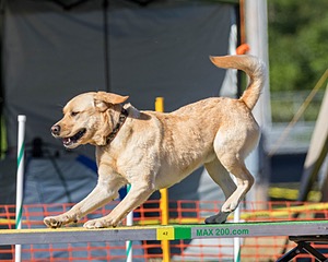 20160618-CCKC-2463.jpg