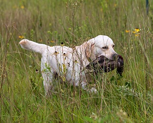 Henry