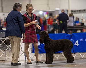 12 - GCH EPIK'S IN OMNIA PARATUS CGC ATT BCAT (Myna)