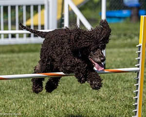 Sybil